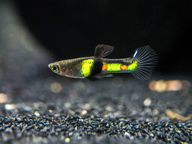 Eltigre endler breeding pair