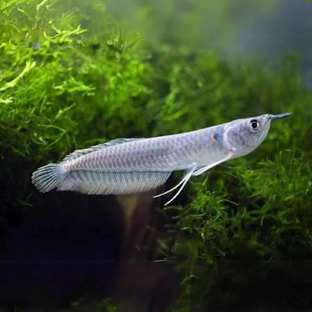 Silver