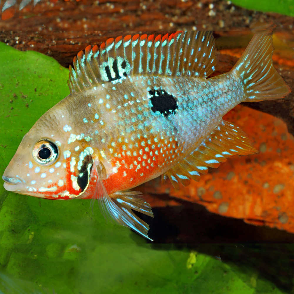 Ellioti