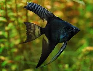 Dark veiltail