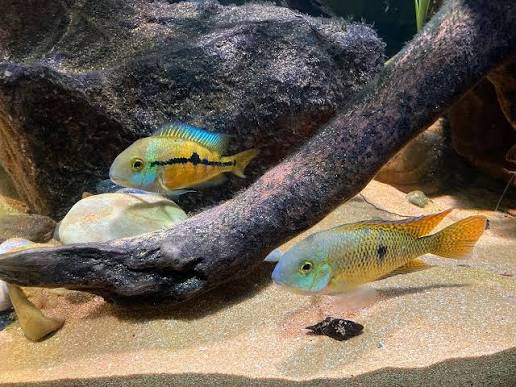Macaw cichlid