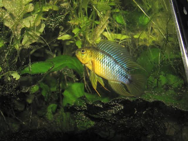 Apisto borelli 