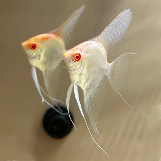 Albino manacapuru 