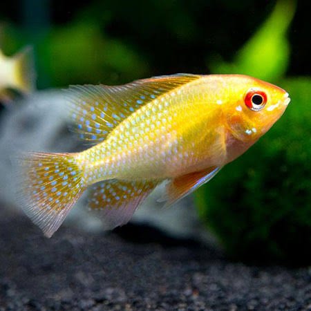 Golden ram