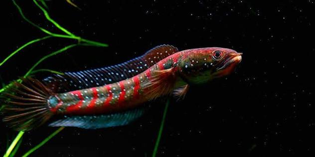 Asiatica red stripe