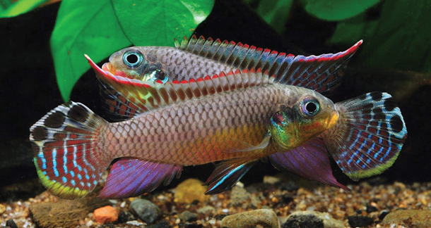 Rainbow Kribensis 