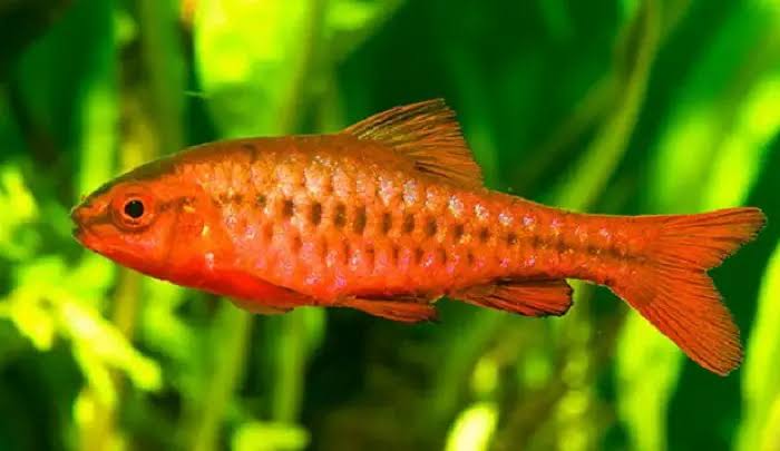 Cherry barb veiltail 