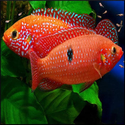 Red jewel