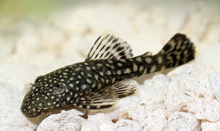 Black bristle nose 