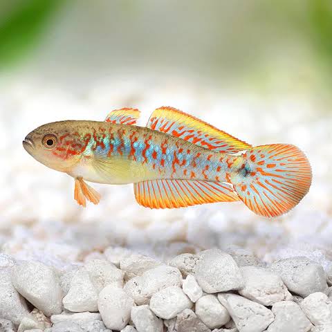 Peacock gudgeon