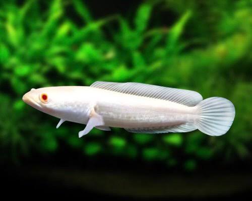 Albino striata