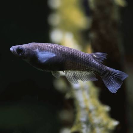 Rice fish black