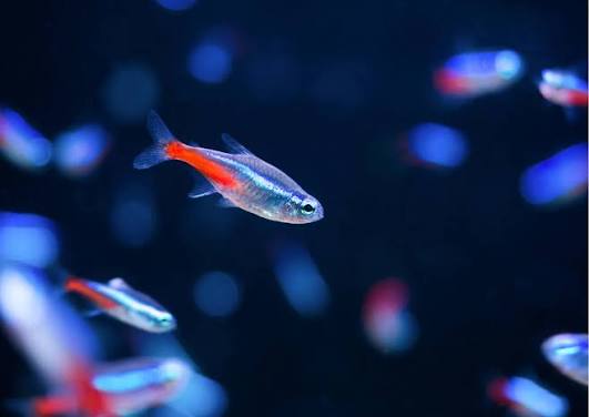 Neon tetra
