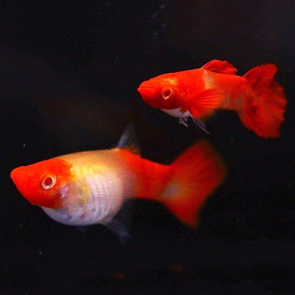 Blond ear koi