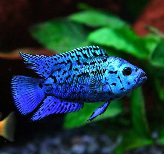 Electric blue jack dempsy 