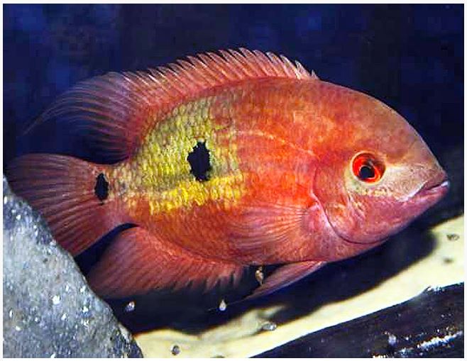 Chocolate cichlid 