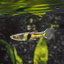 Eltigre endler