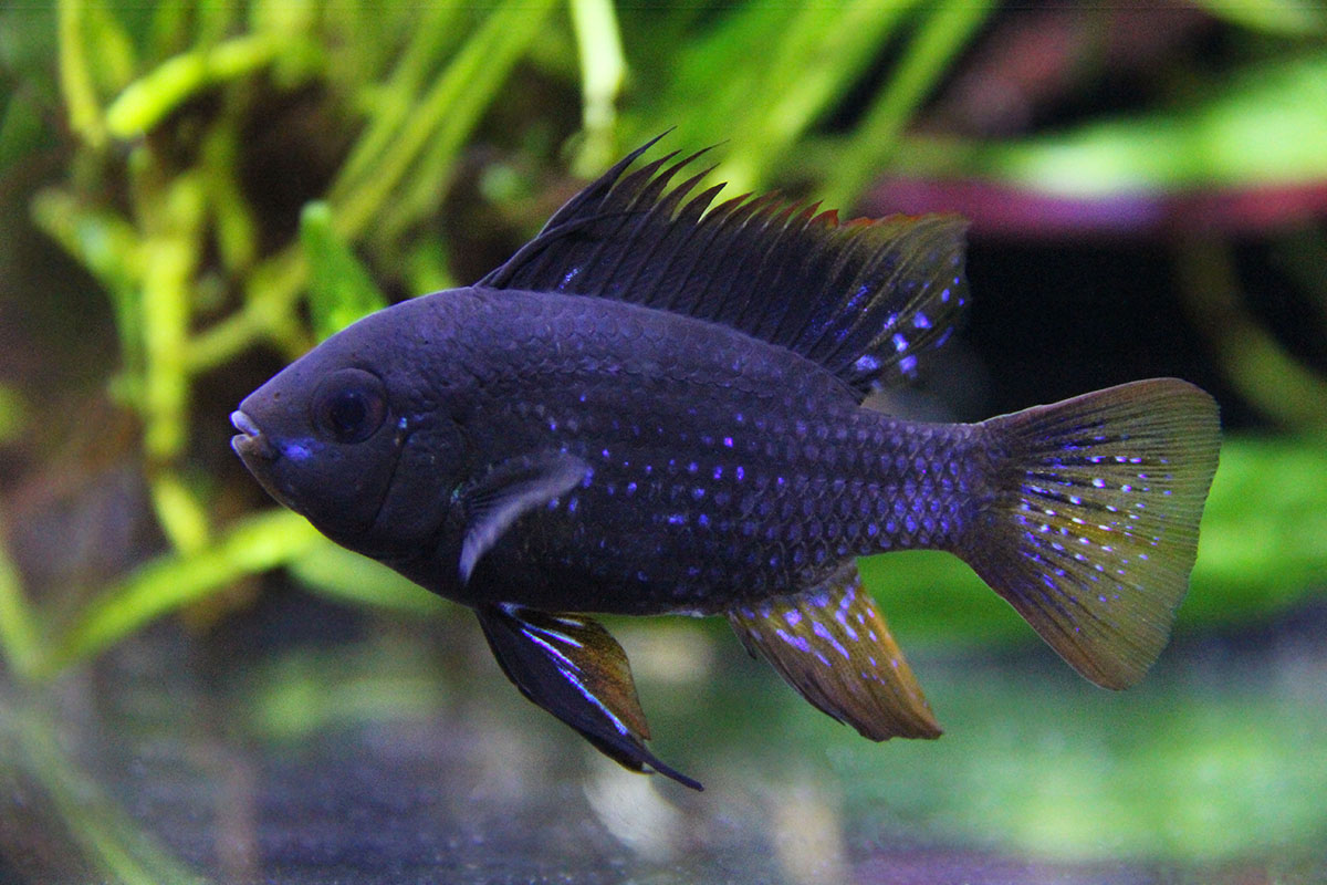 Dark ram
