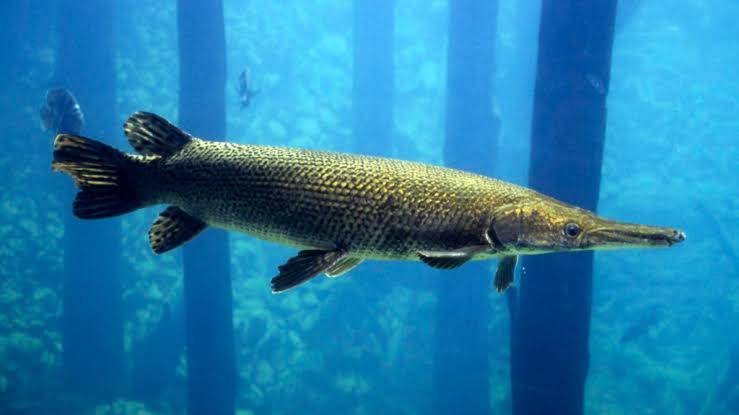 Alligator gar