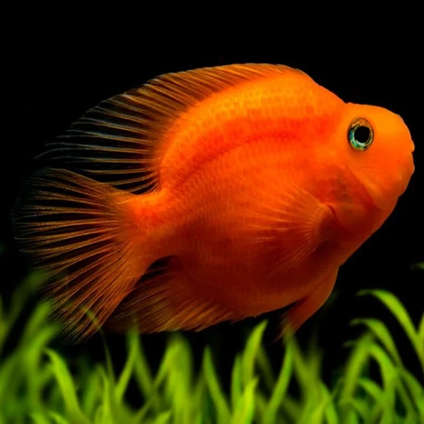Red Thilapia