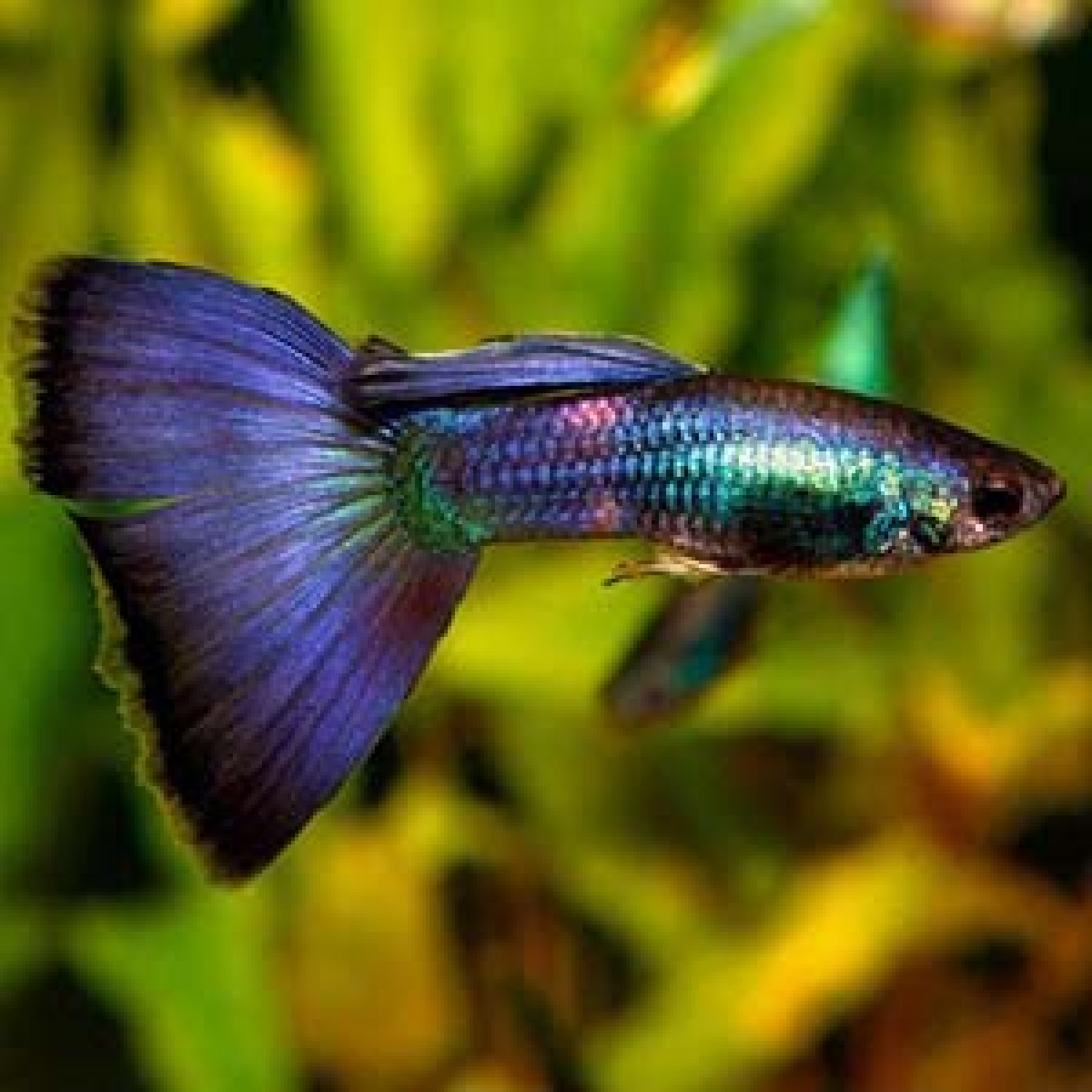 Mosco blue