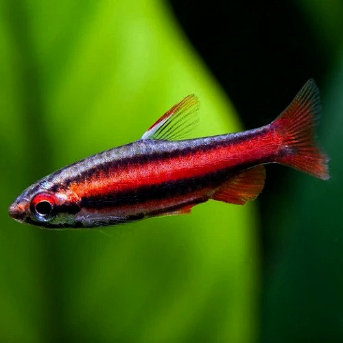 Pencil tetra