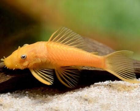 Albino bristle nose