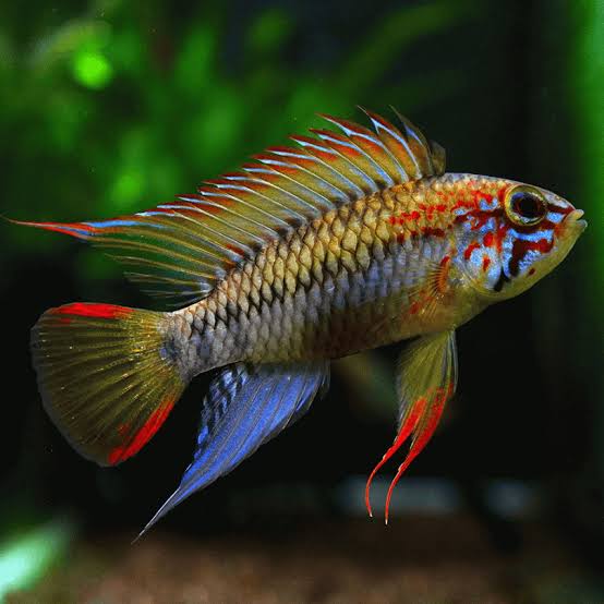 Apistogramma vijeta