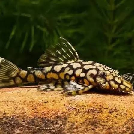 Honey comb