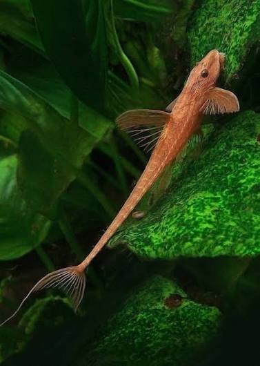 Red whiptail
