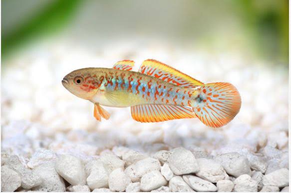 Peacock gudgeon-1.5 inch