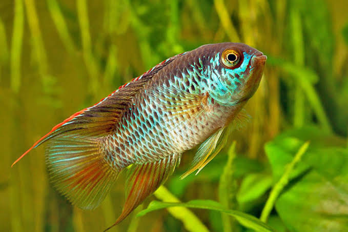 Nannacara anomala