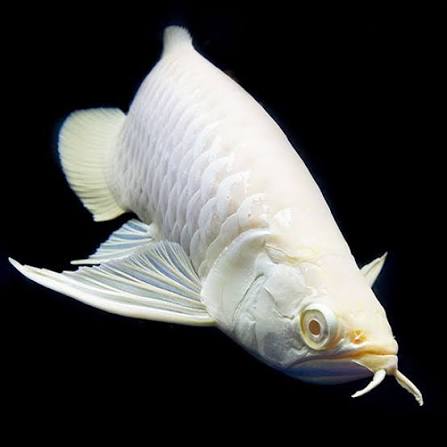 Albino silver