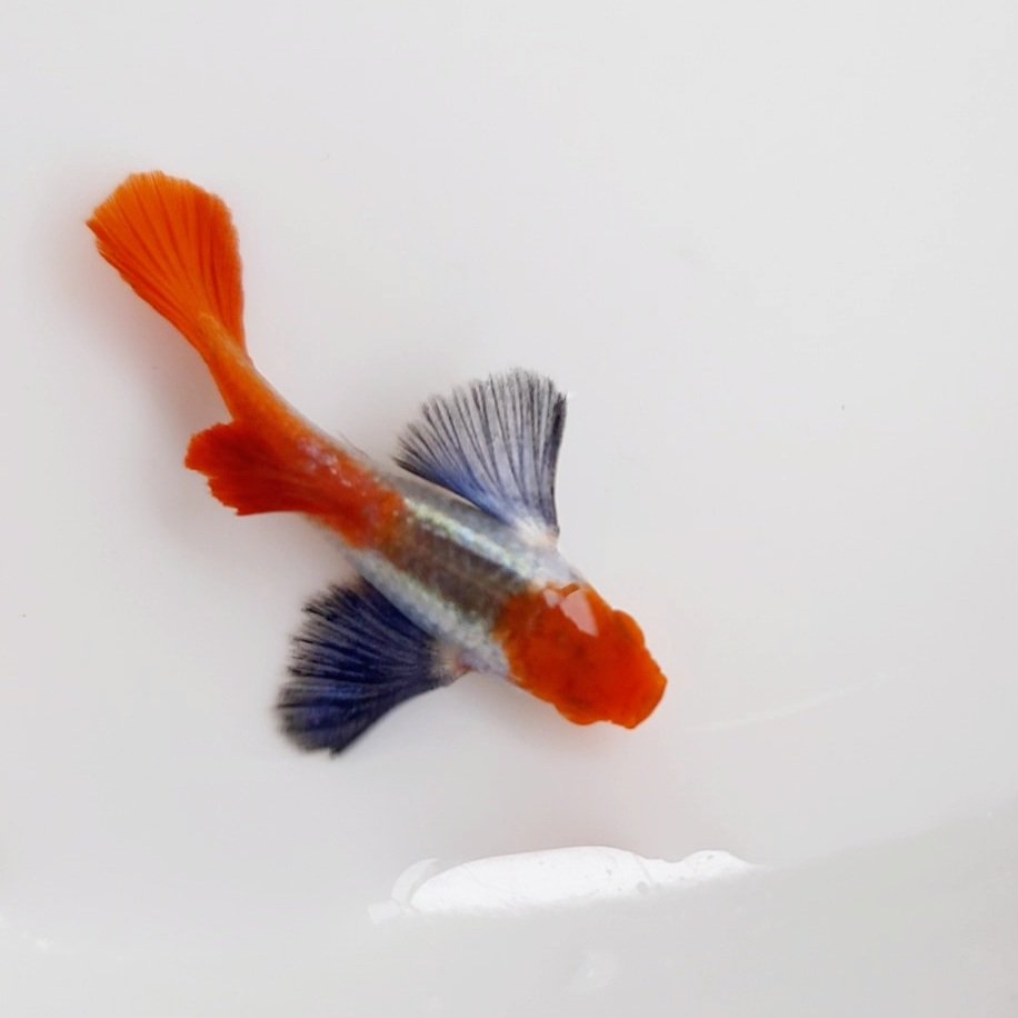 Koi big ear