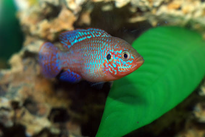 Blue jewel