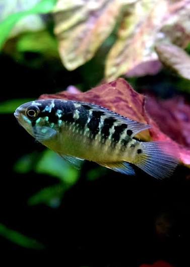Nannacara bimaculata