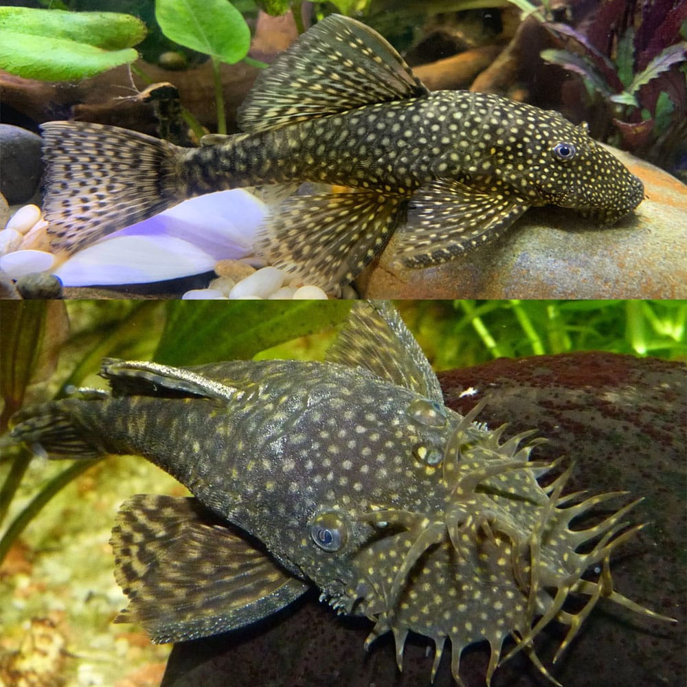 Black Bristlenose  Plecos 