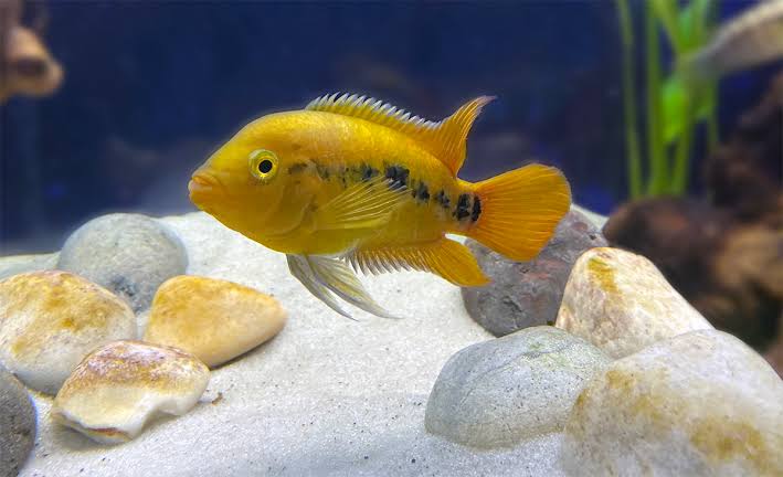 Rainbow cichlid 