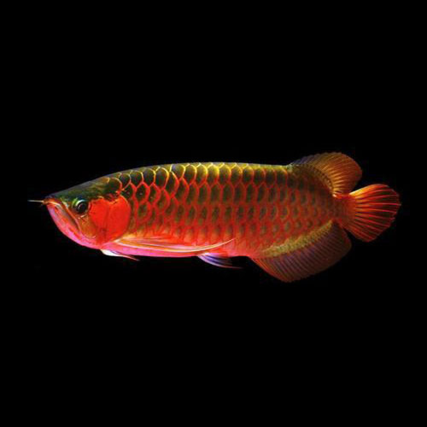 Super red arowana 6